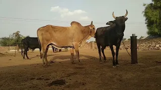 Black cow and Red Bull full HD meeting