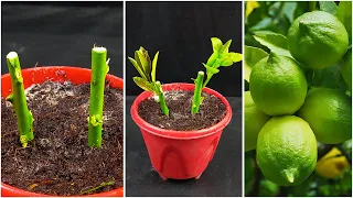 Propagate lemon tree from cuttings with hormone powder || lemon tree cuttings easy method