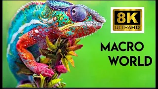 Super macro world in 8k ultra HD videos