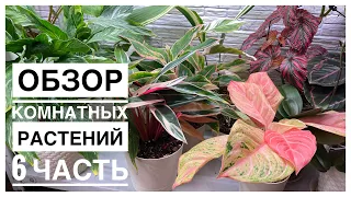 Будни цветовода | Обзор комнатных растений на стеллаже | 6 часть | 07.10.2022г.