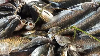 Barak river boom fishing 50kg😱