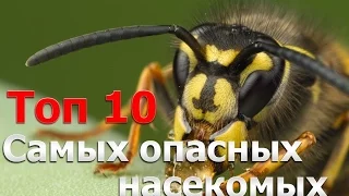 Самые опасные насекомые в мире !!! (Топ-10)