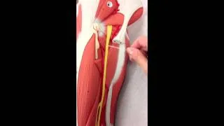 Sacral Plexus Anatomy on Model (Plus the Femoral Nerve)