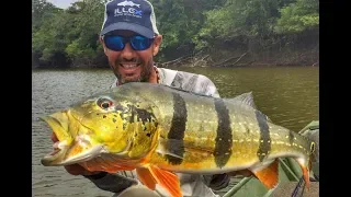 Big peacock Bass violent Strike - Vichada - Columbia