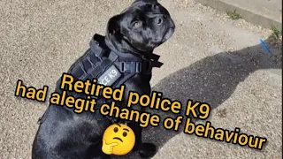 On the morning walk when my retired police K9  had a legit change behaviour 🤯