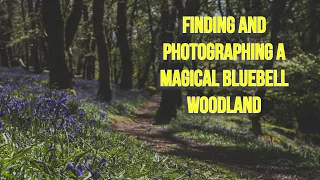 Enchanted Bluebell Woods: A Photography Journey