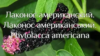 Лаконос американський