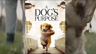 A Dog's Purpose, Bailey Gets New Life & New Purpose #movie #inspiration