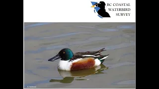 BC Coastal Waterbird Population Trends And Conservation - Nature Vancouver Presentation Feb  4, 2021