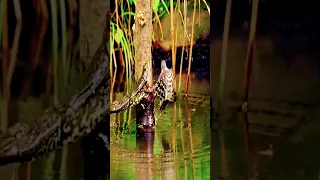 Woodpecker Attacked By Bull Frog 🐸 😱