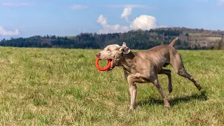 Weimaraner vs Doberm