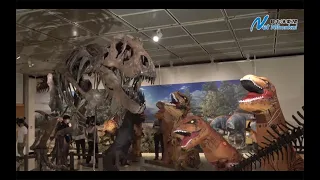 ティラノサウルスが鳥取のティラノサウルス展に　日本海新聞