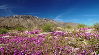 Greater Palm Springs: Sustainability and Conservation