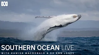 Southern Ocean Live | First Look