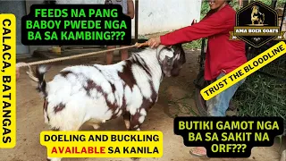 TOUR SA KAMBINGAN NI BOSS ALVIN ADIZ NG AMA BOER GOAT FARM NG CALACA, BATANGAS/ GOAT FARMING PHIL