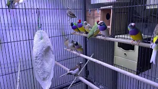 Weekly updates of my Lady Gouldian Finch Colony and New pair of European gouldian finch.