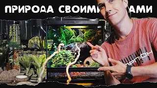 КАК СДЕЛАТЬ ТЕРРАРИУМ ДЛЯ ЛЯГУШКИ 🐸 На базе нового террариума EXO-TERRA