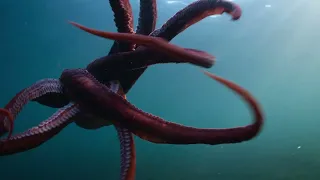 Secrets Of The Octopus | Starts