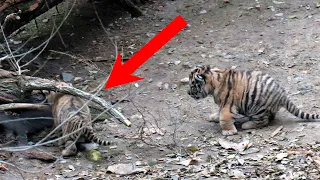 Тигрица ОТЧАЯННО пыталась помочь тигренку, но не успела, рядом ПОЯВИЛСЯ человек