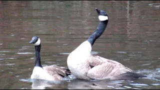 Canada Geese Make Love in the Rain