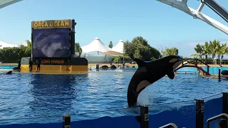 Number one Orcas (Killer Whale)  show in the world at Loro Parque Tenerife