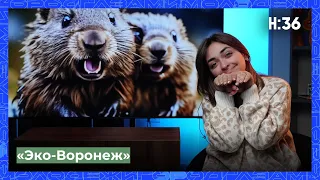 «Эко-Воронеж» // Бобровый городок // НАШЕ:36