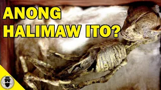 NAKAKAGULAT ANG NATAGPUAN NILA SA BASEMENT! ANONG HALIMAW ITO? (Merrylin Cryptid Museum Documentary)