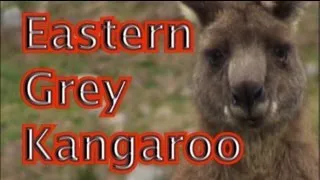 Eastern Grey Kangaroo - Australian Animals