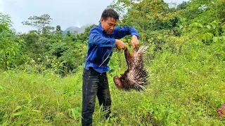 FULL VIDEO: 300 days of survival, boar trap, wild chicken, wild porcupine, survival instinct