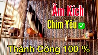 Luyện Giọng Chào Mào Hót Sáng, Bổi Nghe Phản Ứng Ngay, Kích Bổi Tăng Lửa