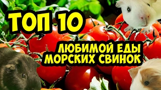 Морские свинки. Топ 10 любимой еды / SvinkiHotel