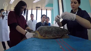 DIPARTIMENTO DI MEDICINA VETERINARIA DI BARI - DIPARTIMENTO DI ECCELLENZA - PROMO 2018