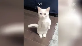 OMG so cute cats ♥️ best funny cat videos compilation 2 #FunnyAnimals