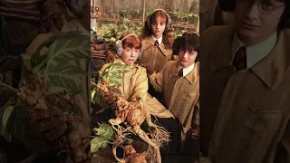 What is a mandrake?