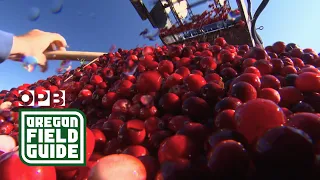 Oregon’s ‘Napa Valley’ Of Cranberry Farming | Oregon Field Guide