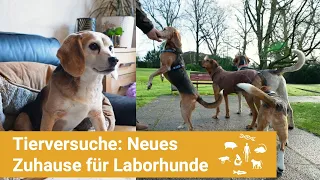 Eine neues Zuhause für Labor-Hunde