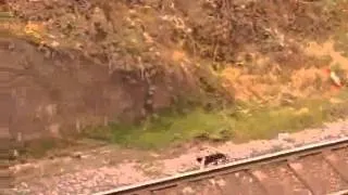 The Railway Cat