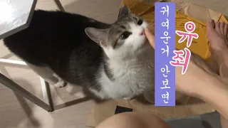 집사시점 고양이 문제행동