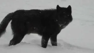 Romeo the Wolf at Mendenhal Glacier Juneau, Alaska