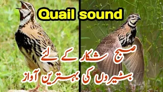 Batair ke Awaz | Batair Sound | Quil Sound For Hunting New