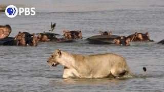 Mother Hippo Protects Calf from Lions and Crocodiles