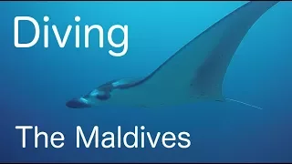 Diving the best of the Maldives - Plus Fish ID