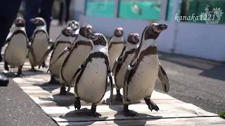 おたる水族館 ペンギンの海まで遠足-海で泳ぐのだ～い好き！