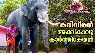 EP 02 | ആനക്കാര്യം | കരിവീരൻ അക്കികാവ് കാർത്തികേയൻ | Aanakkaryam | The Untold Elephant Stories