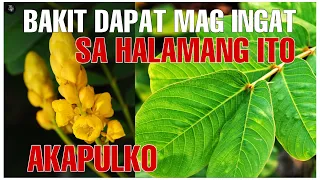 BAKA MAYROON KAYO NG TANIM NG  HALAMANG AKAPULKO  SAAN SAAN MO NGA BA ITO MAGAGAMIT | Bhes Tv