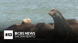 More sea lions spotted at Sacramento waterfront