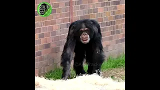 Angry Chimpanzee #shorts
