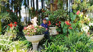 Un jardín mágico con  hermosas floraciones 😀  en Antioquía  .