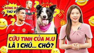 BÓNG ĐÁ THÚ VỊ #6: MANCHESTER UNITED ĐÃ THOÁT KHỎI CẢNH PHÁ SẢN NHỜ ƠN CỦA 1 CHÚ ...CHÓ