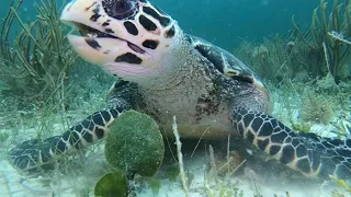 The Daily Life of a Hawksbill SEA TURTLE